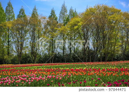 Tulip fields on a sunny plateau Sera Kogen Farm Tulip fields on a sunny plateau Sera Kogen Farm 97844471