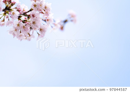 櫻花 櫻 賞櫻 97844587