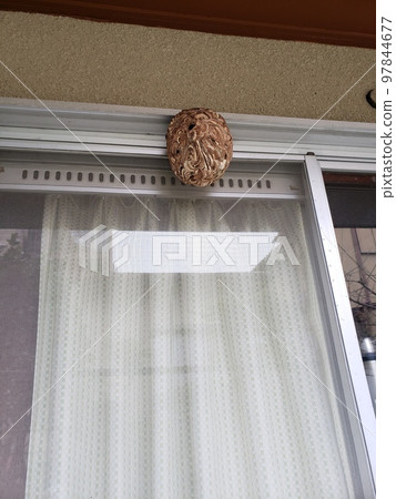 Beehive eaves hornet 97844677