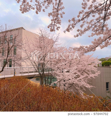 Cherry Blossom Cherry Blossom 97844702