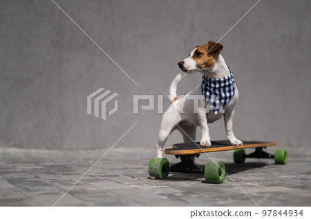 Jack Russell Terrier dog wearing in a plaid bandana rides a longboard. Jack Russell Terrier dog wearing in a plaid bandana rides a longboard. 97844934