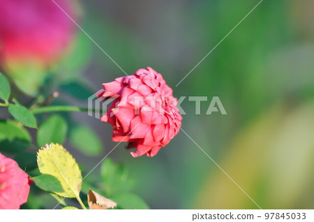 rose or pink rose ,Rosa hybrida or Rosa or Rosaceae or Rosa chinensis Jacq var minima Voss or small rose or fuchsia pink flower rose or pink rose ,Rosa hybrida or Rosa or Rosaceae or Rosa chinensis Jacq var minima Voss or small rose or fuchsia pink flower 97845033