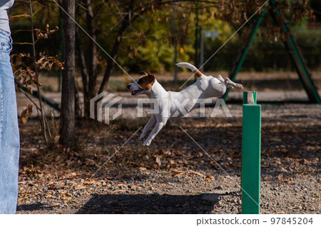 Jack Russell Terrier dog jumping over a wooden barrier in a dog playground. Jack Russell Terrier dog jumping over a wooden barrier in a dog playground. 97845204