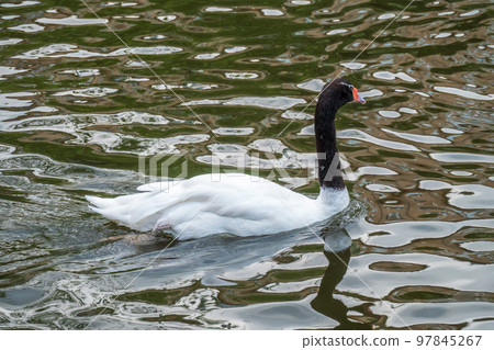The black-necked swan, Cygnus melancoryphus, is a swan that is the largest waterfowl native to South America. The body plumage is white with a black neck and head and greyish bill The black-necked swan, Cygnus melancoryphus, is a swan that is the largest waterfowl native to South America. The body plumage is white with a black neck and head and greyish bill 97845267