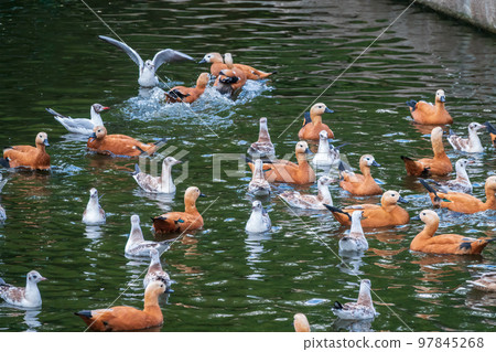 A flock of shelducks and seagulls swim in the water A flock of shelducks and seagulls swim in the water 97845268