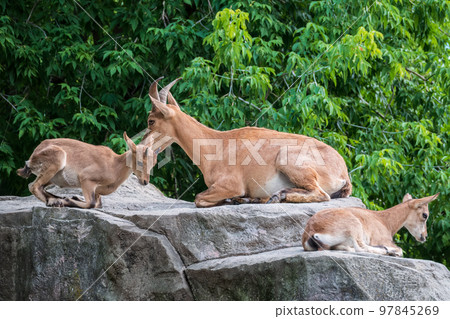 Markhor goatlings jump on the rocks. Markhor, Capra falconeri Markhor goatlings jump on the rocks. Markhor, Capra falconeri 97845269