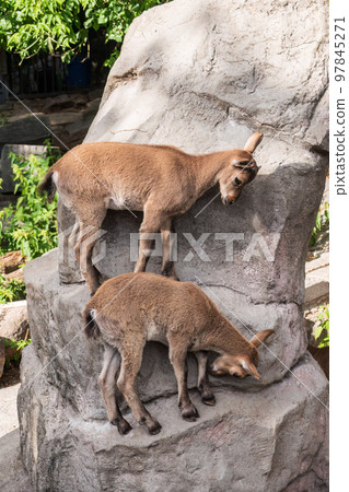 Markhor goatlings jump on the rocks. Markhor, Capra falconeri 97845271