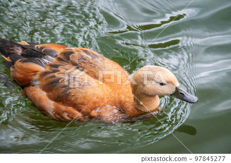 Ruddy Shelduck, or red duck, lat. Tadorna ferruginea, swimming on a lake. Ruddy Shelduck, or red duck, lat. Tadorna ferruginea, swimming on a lake. 97845277