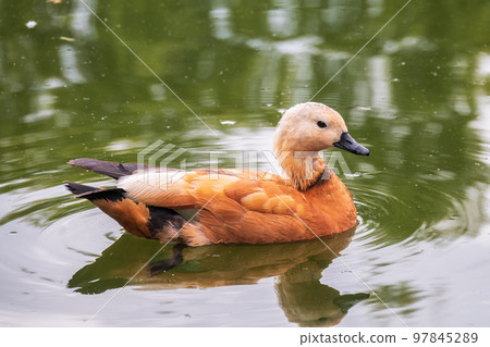 Ruddy Shelduck, or red duck, lat. Tadorna ferruginea, swimming on a lake. Ruddy Shelduck, or red duck, lat. Tadorna ferruginea, swimming on a lake. 97845289