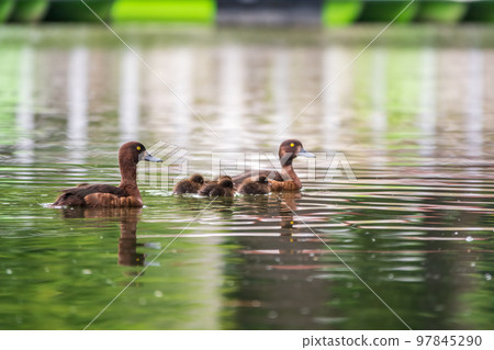 Tufted duck Family swims with their ducklings in green lake water. 97845290