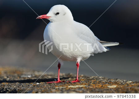 碼頭上的黑頭鷗 97845338