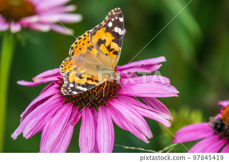 Beautiful butterfly painted lady or Vanessa cardui sitting on purple Echinacea flower in the summer. Close up. Macro. Beautiful butterfly painted lady or Vanessa cardui sitting on purple Echinacea flower in the summer. Close up. Macro. 97845419