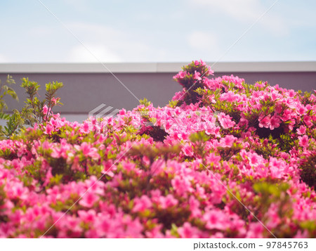 A flower bed full of blooming azaleas 97845763