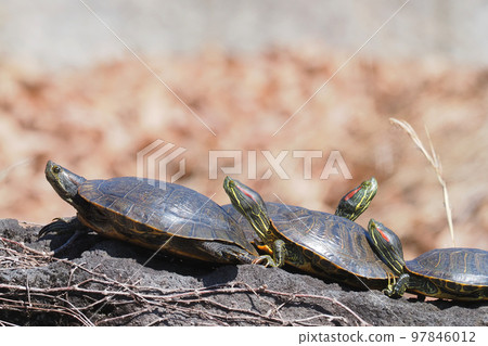 Mississippi Pond slider Mississippi Pond slider 97846012