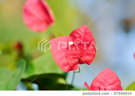 Bougainvillea or paper flower , red paper flower Bougainvillea or paper flower , red paper flower 97846054