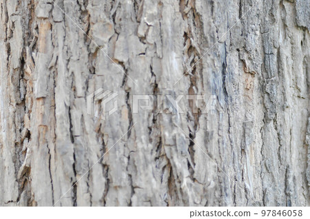 tree bark or bark , Alstonia scholaris or APOCYNACEAE or Devil Tree or White Cheesewood or Devil Bark or Black Board Tree tree bark or bark , Alstonia scholaris or APOCYNACEAE or Devil Tree or White Cheesewood or Devil Bark or Black Board Tree 97846058