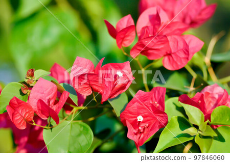 Bougainvillea or paper flower , red paper flower 97846060