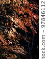 閃亮的楓樹 97846112