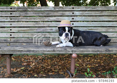 一隻戴著草帽的可愛波士頓梗在秋天的林地散步休息時盯著長椅上的松果盯著森林 ♡ Mighty 97846193