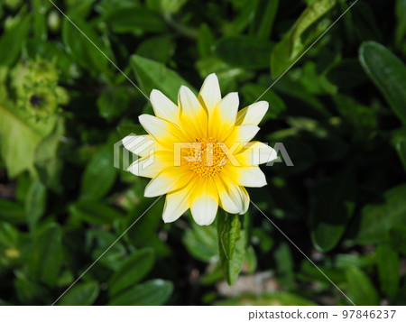 白色雜色菊（日之丸成分） 97846237