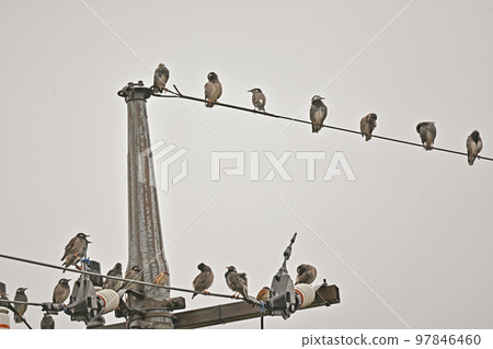 Starlings perched on power lines 97846460
