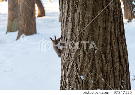 Squirrel _ wild animal _ walnut _ cute _ squirrel 97847130