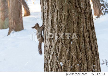 Squirrel _ wild animal _ walnut _ cute _ squirrel 97847131
