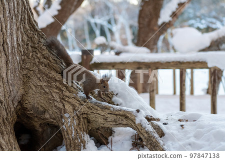 松鼠_野生動物_核桃_可愛_松鼠 松鼠_野生動物_核桃_可愛_松鼠 97847138
