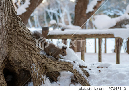 松鼠_野生動物_核桃_可愛_松鼠 松鼠_野生動物_核桃_可愛_松鼠 97847140
