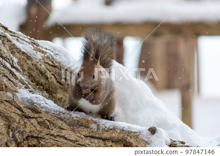 Squirrel _ wild animal _ walnut _ cute _ squirrel Squirrel _ wild animal _ walnut _ cute _ squirrel 97847146