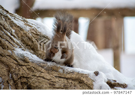 Squirrel _ wild animal _ walnut _ cute _ squirrel Squirrel _ wild animal _ walnut _ cute _ squirrel 97847147