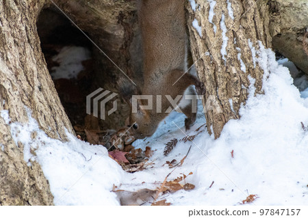 Squirrel _ wild animal _ walnut _ cute _ squirrel Squirrel _ wild animal _ walnut _ cute _ squirrel 97847157