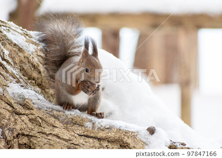 Squirrel _ wild animal _ walnut _ cute _ squirrel 97847166