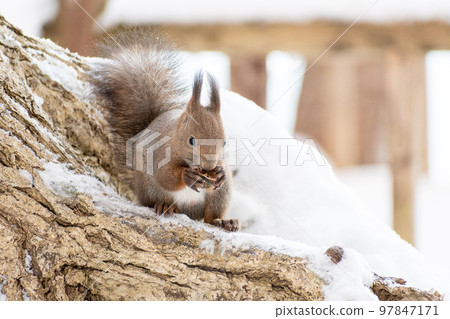 Squirrel _ wild animal _ walnut _ cute _ squirrel 97847171