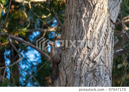 Squirrel _ wild animal _ walnut _ cute _ squirrel Squirrel _ wild animal _ walnut _ cute _ squirrel 97847178