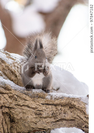 Squirrel _ wild animal _ walnut _ cute _ squirrel 97847182