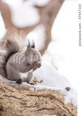 Squirrel _ wild animal _ walnut _ cute _ squirrel 97847183