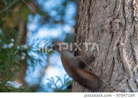 Squirrel _ wild animal _ walnut _ cute _ squirrel Squirrel _ wild animal _ walnut _ cute _ squirrel 97847184
