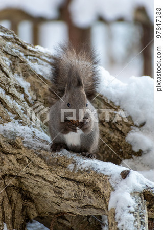 Squirrel _ wild animal _ walnut _ cute _ squirrel Squirrel _ wild animal _ walnut _ cute _ squirrel 97847188