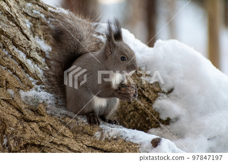 Squirrel _ wild animal _ walnut _ cute _ squirrel Squirrel _ wild animal _ walnut _ cute _ squirrel 97847197