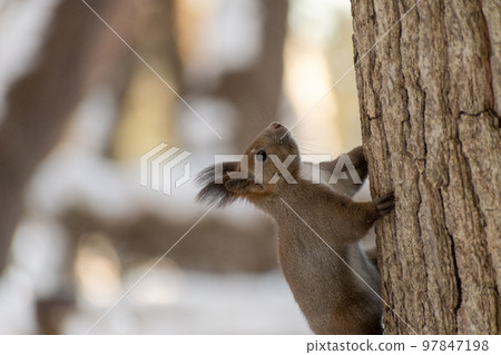 松鼠_野生動物_核桃_可愛_松鼠 松鼠_野生動物_核桃_可愛_松鼠 97847198
