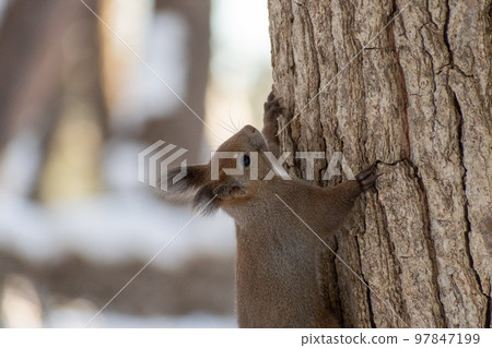 Squirrel _ wild animal _ walnut _ cute _ squirrel Squirrel _ wild animal _ walnut _ cute _ squirrel 97847199