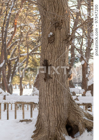 Squirrel _ wild animal _ walnut _ cute _ squirrel Squirrel _ wild animal _ walnut _ cute _ squirrel 97847200