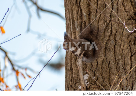 Squirrel _ wild animal _ walnut _ cute _ squirrel Squirrel _ wild animal _ walnut _ cute _ squirrel 97847204