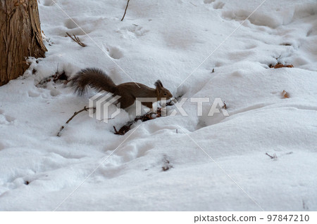 Squirrel _ wild animal _ walnut _ cute _ squirrel Squirrel _ wild animal _ walnut _ cute _ squirrel 97847210