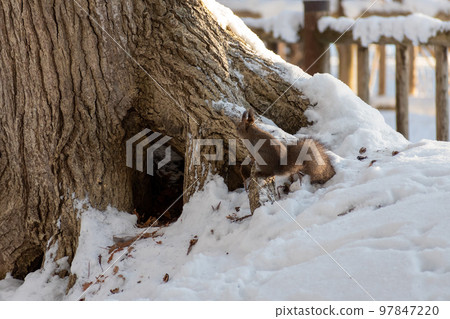 Squirrel _ wild animal _ walnut _ cute _ squirrel Squirrel _ wild animal _ walnut _ cute _ squirrel 97847220