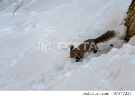 松鼠_野生動物_核桃_可愛_松鼠 松鼠_野生動物_核桃_可愛_松鼠 97847225