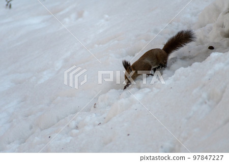 Squirrel _ wild animal _ walnut _ cute _ squirrel Squirrel _ wild animal _ walnut _ cute _ squirrel 97847227