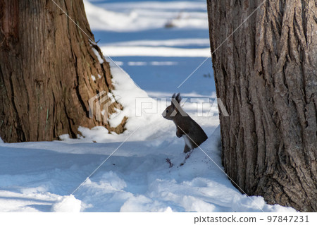 Squirrel _ wild animal _ walnut _ cute _ squirrel Squirrel _ wild animal _ walnut _ cute _ squirrel 97847231