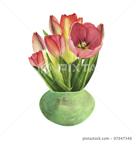 Tulips with Green ceramic pot on white background. Watercolor hand drawing illustration. Art for womens day march 97847348